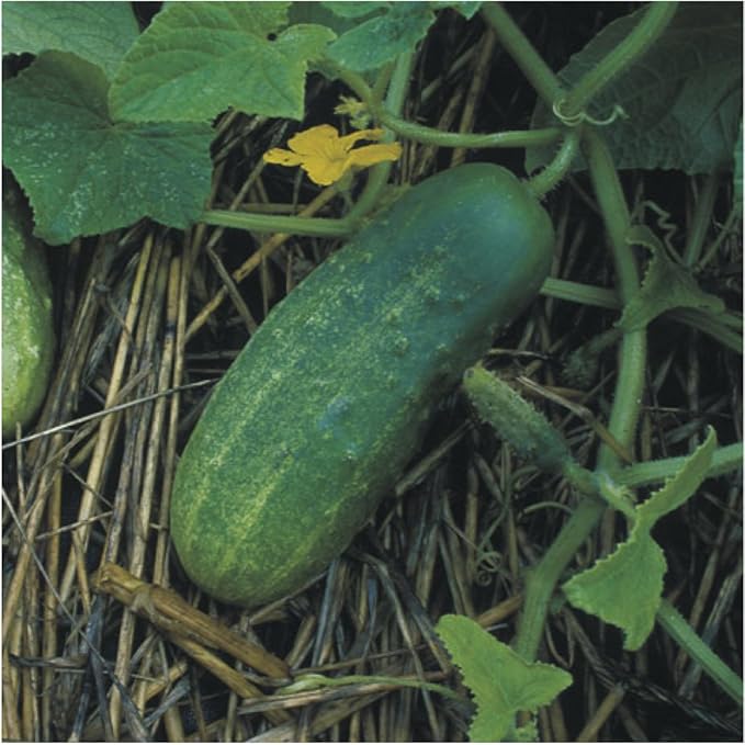 Seed Needs, Bush Pickle Cucumber Seeds - 30 Heirloom Seeds for Planting Cucumis sativus - Non-GMO & Untreated to Plant an Outdoor Vegetable Garden (1 Pack)
