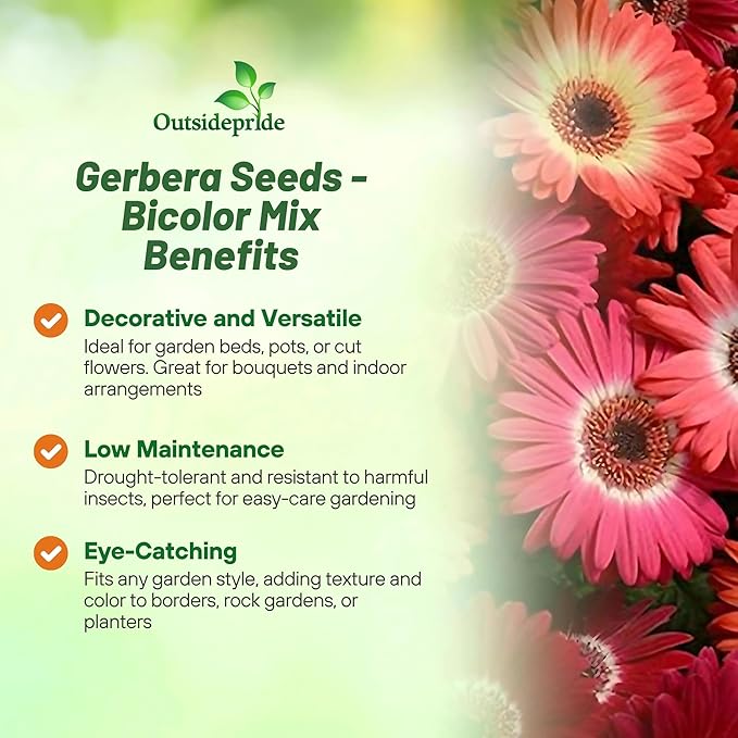 Outsidepride Bicolor Mix Gerbera Seeds - 20 Pcs Perennial, Compact & Low Maintenance, Flower Seeds for Planting w/Vibrant Mixed Blooms, Ideal for Garden Landscaping & Cut Flower Arrangements