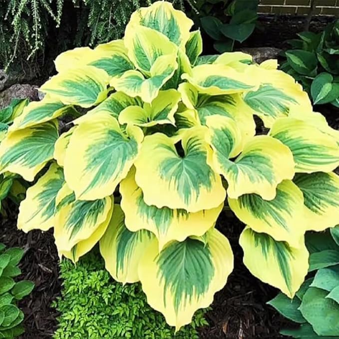 288+ Mixed Hosta Seeds - Rare Perennial Shade Plants for Garden Borders, Patios, and Containers - Non-GMO Heirloom, Colorful Ornamental Foliage