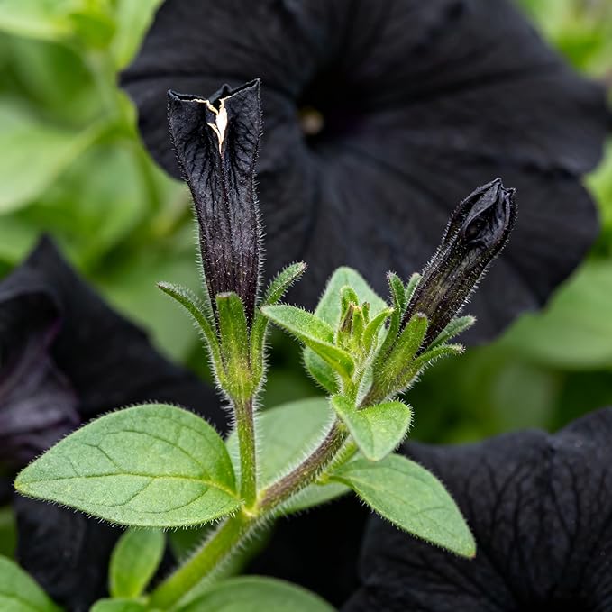 300+ Petunia Seeds for Planting, Black Petunia Flowers Seeds Garden Hanging Baskets Flowers, Annual Plant Seed for Garden Yard Potted Decoration