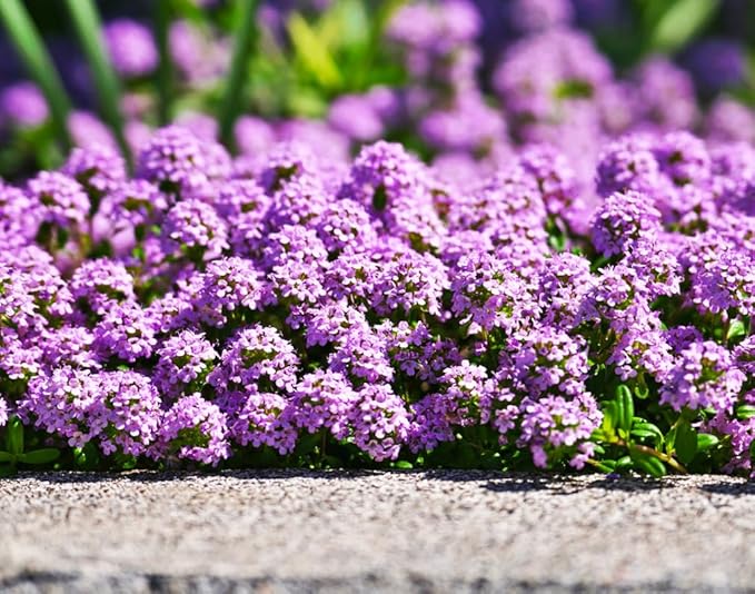 1500 Pink Mix Creeping Thyme Seeds for Planting, Ground Cover Plants