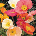 Iceland Poppies Seeds: Pink and Red Pastel Poppy Seeds with Crinkled Petals - Non GMO and Neonicotinoid Seed…