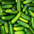 60 Parisian Gherkin Cucumber Seeds | French Cornichon Baby Cucumbers Pickle Mini Kirby F1 Hybrid Vegetable Seed