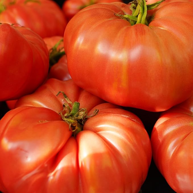 30 Red Beefsteak Tomato Seeds for Planting, Tomato Vegetable Seeds to Grow Indoor Outdoor