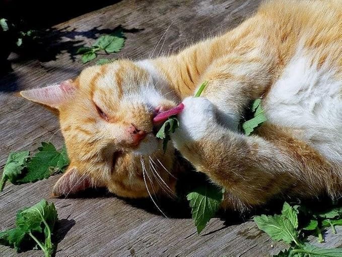 CEMEHA SEEDS - Seeds Catnip Cat Mint Catwort Catswort Non GMO Herbs for Planting 100 Seeds