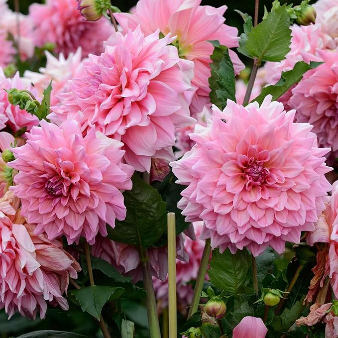 Eden Brothers Dahlia Bulbs (Dinnerplate) - Ottos Thrill, Non-GMO Bulbs for Planting, 2 Bulbs | Low-Maintenance Flower Bulbs, Plant During Spring, Zones 8, 9, 10, 11