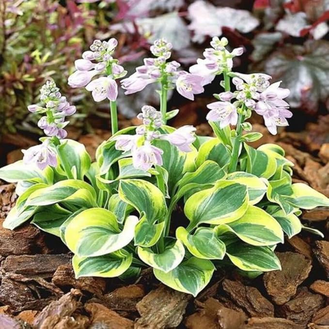 Dwarf Hosta Seeds 300pcs for Pots - Lush Green Perennial Foliage Plants, Ground Cover for Shade Gardens & Borders – Long-Lasting, Decorative & Gift-Ready