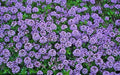 200PCS Creeping Thyme Seeds Groundcover Perennial Non-GMO Heirloom Seeds