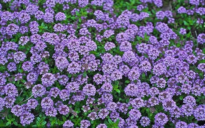 200PCS Creeping Thyme Seeds Groundcover Perennial Non-GMO Heirloom Seeds