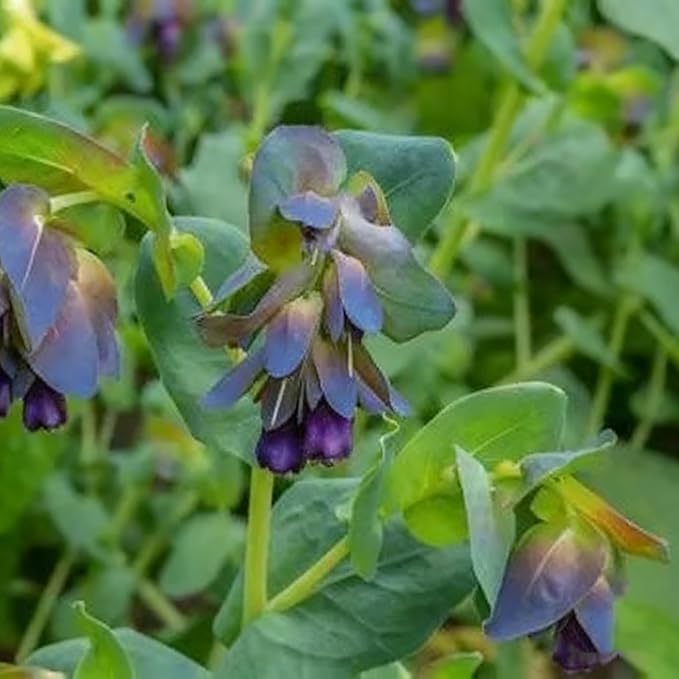 Cerinthe Major Honeywort Flower Seeds for Planting, 100 Purple-Blue Honeywort Seeds, Perennial Plants, Non-GMO Heirloom Major Honeywort Seed for Garden, Borders, Container Displays