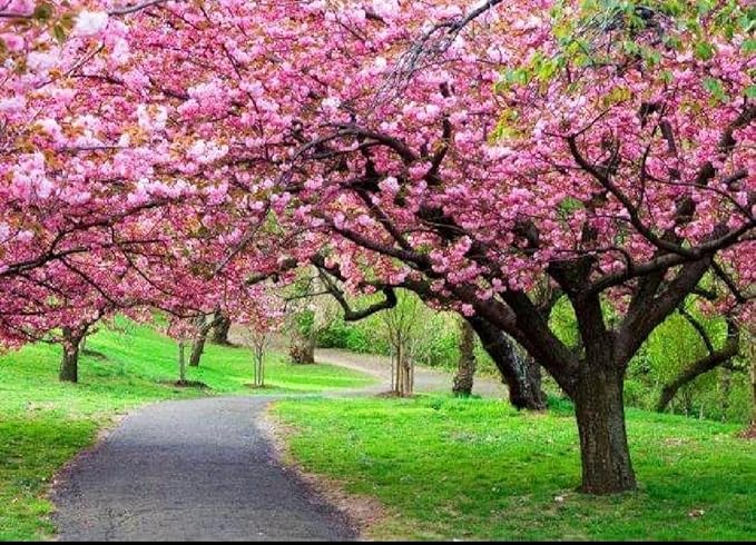 50 Japanese Cherry Blossom Seeds Rare Fast Hardy Flower Sakura Bonsai