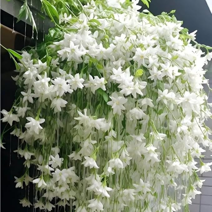 Climbing Weeping Jasmine Seeds for Planting, 300+pcs Fragrant Climber Jasmine Perennial Flower Seeds Plants, Heirloom Non-GMO Beauty Climbing Flowers for Home Garden Outdoors