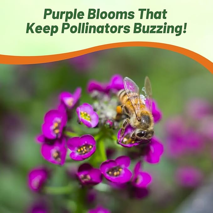 Outsidepride Oriental Nights Alyssum Seeds - 5000 Pcs Annual, Drought-Tolerant & Pollinator-Friendly Ground Cover Seeds w/Fragrant Honey Blooms for Low-Growing Xeriscaping & Outdoor Planting