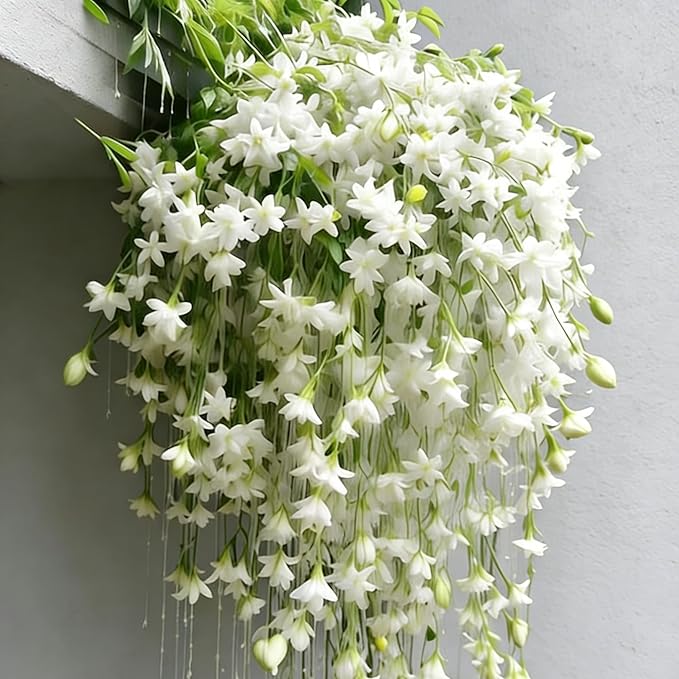 Climbing Jasmine Flower Seeds, 100 Fragrant Plant Seeds Non-GMO, Clerodendrum Seeds for Attracts Pollinators, Garden Home Garden Balcony Climbing Flower