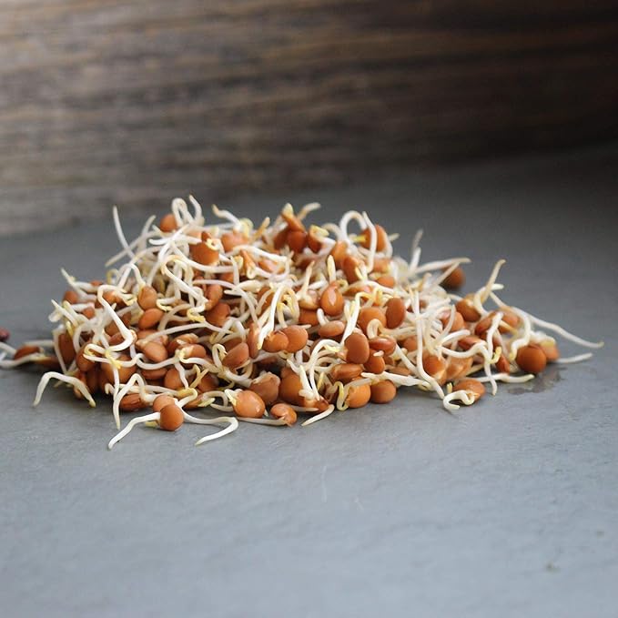 Organic Red Lentil Sprouting Seeds -2.5 Lbs - Handy Pantry Brand - Red Lentils- Perfect for Garden Seeds, Gardening, Salad, Soup, Sprouts & Food Storage