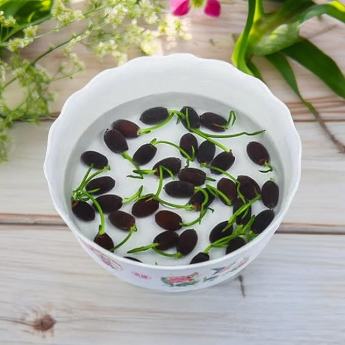 15pcs Bowl Lotus Seeds for Planting - Bonsai Lotus Seeds, Water Lily Flower, Aquatic Plants, Ideal for Ponds, Non-GMO Home Garden Plant Seeds, Flowering Aquatic Bonsai