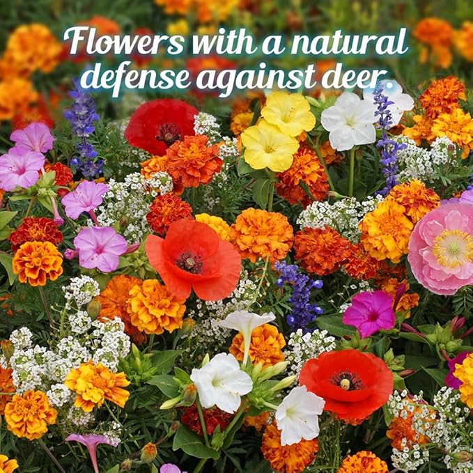 Deer Resistant Wildflower Seeds - 1oz, Open-Pollinated Flower Seed Mix Packet, No Fillers, Annual, Perennial Wildflower Seeds for Planting - 1 oz