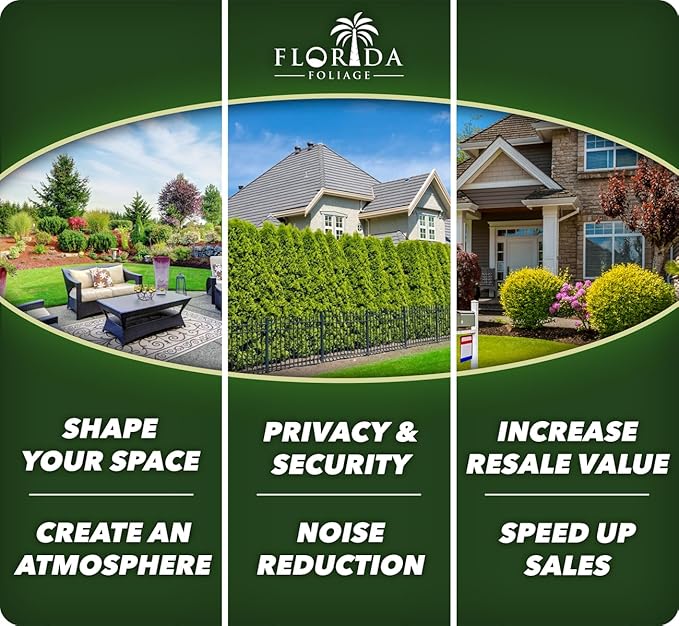 St. Augustine Palmetto | 72 Live Extra Large Grass Plugs | Drought, Salt & Shade Tolerant Turf Sod | for Healthy Lawns