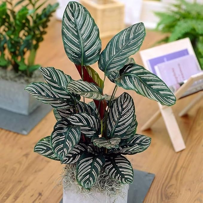 100pcs Green Calathea Plant Seeds for Planting, Tropical Foliage Seeds for Indoor & Outdoor Growing | Easy to Grow Houseplant Seeds