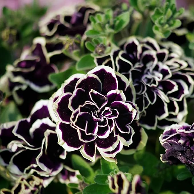 295pcs Double Petunia Flower Seeds – Premium Ruffled Bloom Variety, Vibrant Mixed Colors, Long Blooming Annual, Compact & Easy-to-Cultivate for Garden Beds, Hanging Baskets & Patio Containers