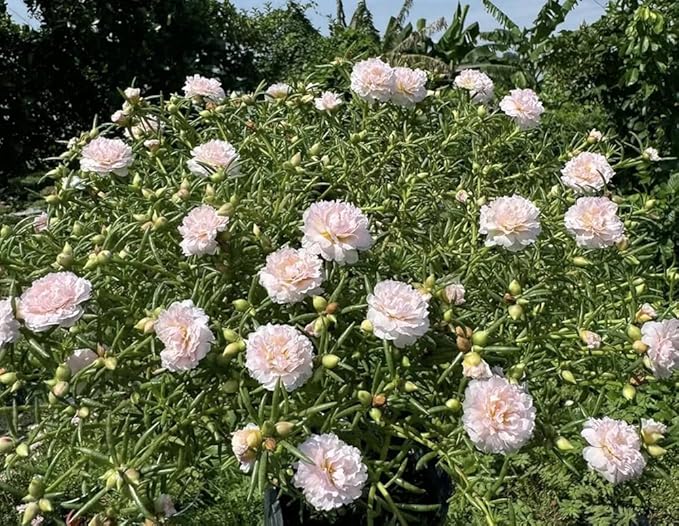 200+ Light Pink Moss Rose Seeds Portulaca Grandiflora Vietnam Rose Flowers Seeds Heirloom Succulent Ground Cover Flowers