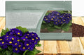 Outsidepride Blue Common Primrose Seeds - 200 Pcs Perennial, Hardy, Easy to Grow & Low Maintenance Flower Seeds for Planting Vibrant Soft Blue Blooms, for Containers, Borders & Erosion Control