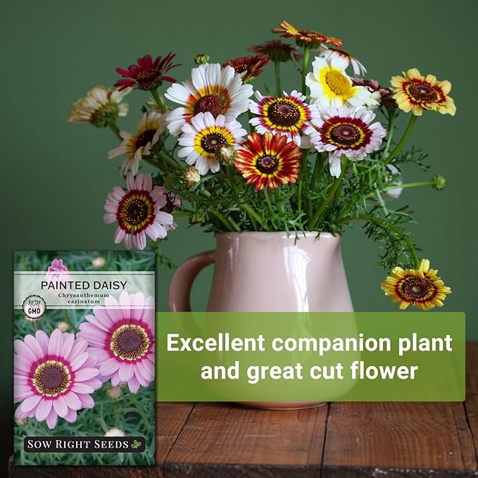 Sow Right Seeds - Painted Daisy Seeds for Planting - Non-GMO Heirloom Seeds Packet with Instructions - Wonderful Pink Blooms to Attract Pollinators - Cut and Come Again - Rare and Attractive (2)