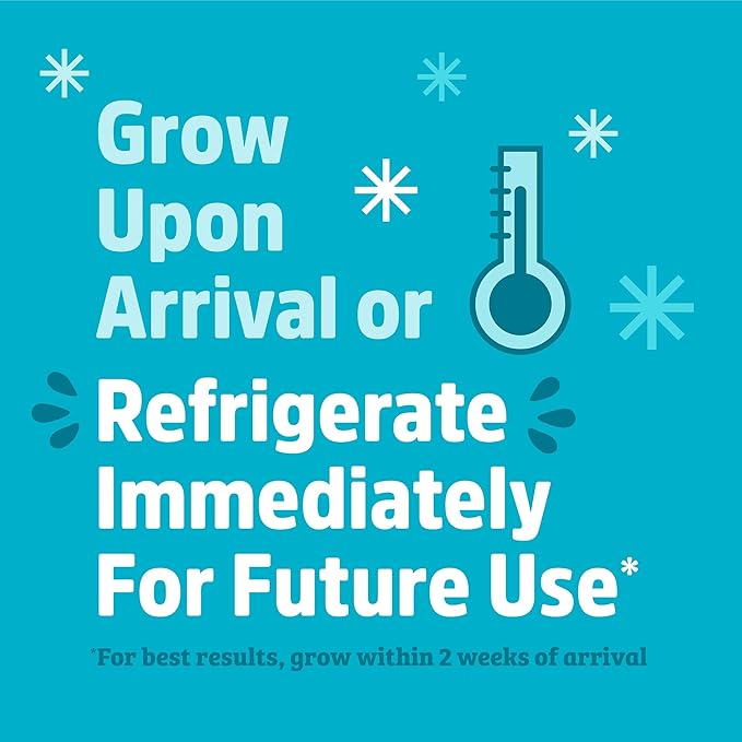 Back to the Roots Organic Shiitake Mushroom Kit; Great Gift; Easy for Beginners, For Indoor Growing (Start Growing Right Away)