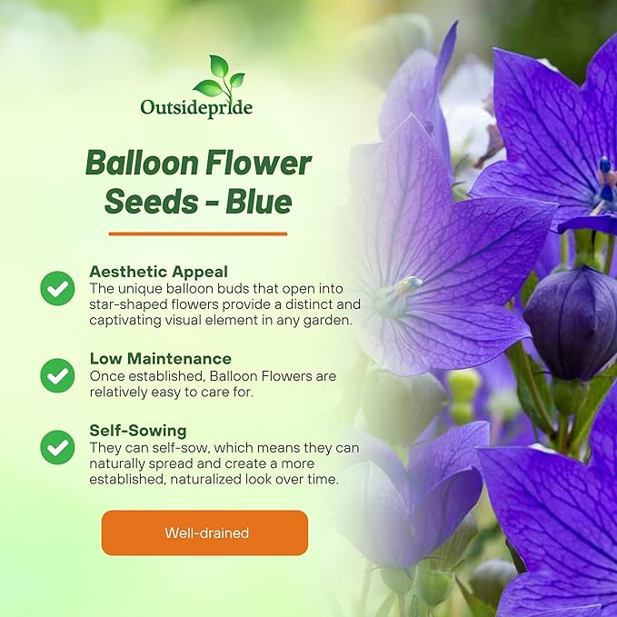 Outsidepride Blue Balloon Flower Seeds for Planting – 1000 Pcs Perennial, Drought-Tolerant, Easy to Grow, Low Maintenance, Pollinator-Friendly, Star-Shaped Blooms for Outdoor Gardens and Borders
