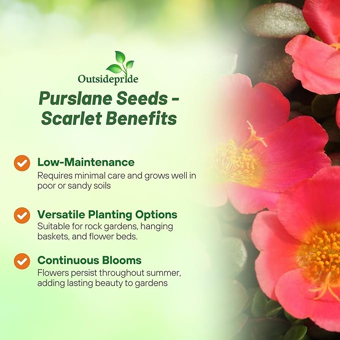 Outsidepride Scarlet Purslane Seeds for Planting - 50 Pcs Annual, Easy to Grow, Vitamin-Rich & Drought Tolerant Succulent Seeds for Culinary, Xeriscaping, Containers & Hanging Baskets