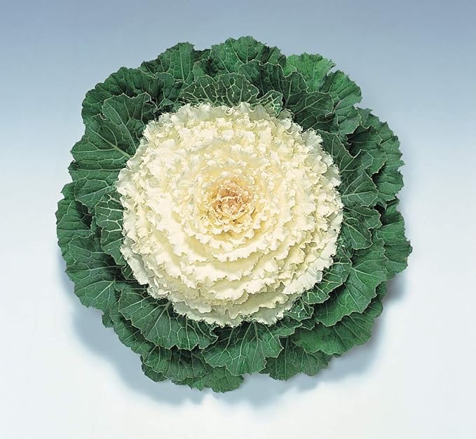 Seeds Vegetable Flowering Kale Mix (Ornamental Cabbage) Fringed - 50-100 Seeds