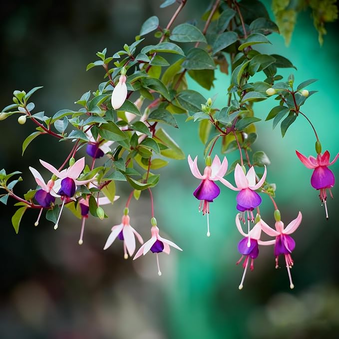 Fuchsia Flower Seed for Planting, 200+ Mixed Fuchsia Seeds, Perennial Flower Plants, Non-GMO Heirloom Flower Seed for Home Garden