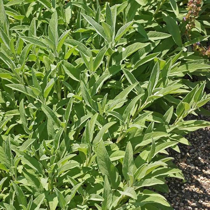 Park Seed Sage Herb Plant Seeds, Easy to Grow, Variety of Colors, Spring Garden, Organic Sage, Pack of 100