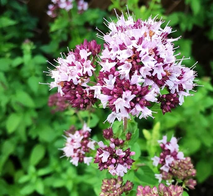 SeedsUP - 800+ Seeds Oregano - Herb Green