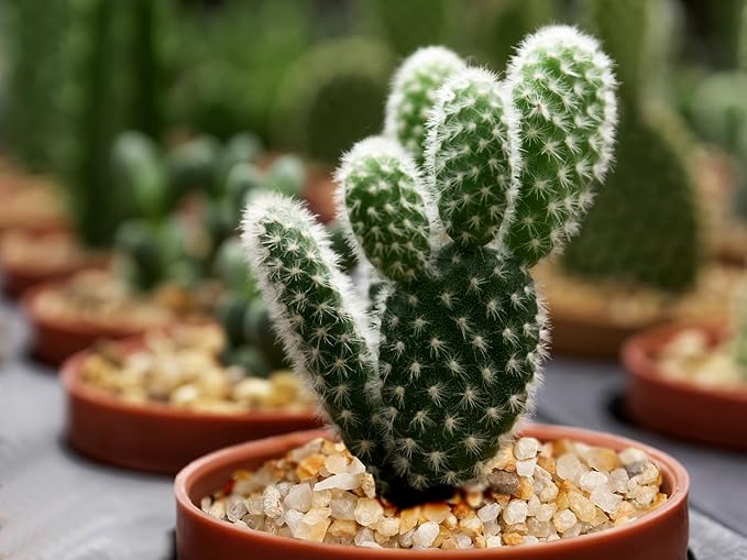 1/8inch-1/5inch Coarse Silica Sand Stones, Boniosz 2.4lb Succulent and Cactus Bonsai Rocks Small Decorative Pebbles for Terrariums, Fairy Gardening, Top Dressing, and Houseplants