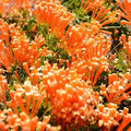 Flame Vine Seeds 20pcs – Fast-Growing Climbing Vine with Bright Orange Winter–Spring Blooms – Hardy Pyrostegia Venusta for Fences & Trellises