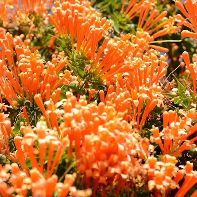 Flame Vine Seeds 20pcs – Fast-Growing Climbing Vine with Bright Orange Winter–Spring Blooms – Hardy Pyrostegia Venusta for Fences & Trellises