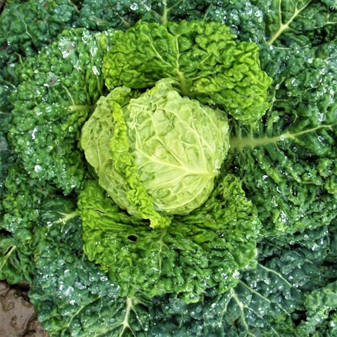 Savoy Perfection Cabbage Seeds - 100 Count Seed Pack - A Large Drumhead-Type Cabbage That has Finely-Wrinkled, savoyed Leaves, mild and Sweet in Flavor. - Country Creek LLC