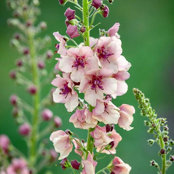 300pcs Verbascum Flower Seeds - Hardy Perennial, Non-GMO Premium Quality, Easy to Plant & Thrive, Stunning Blooms for Outdoor Gardens, Borders & Landscaping
