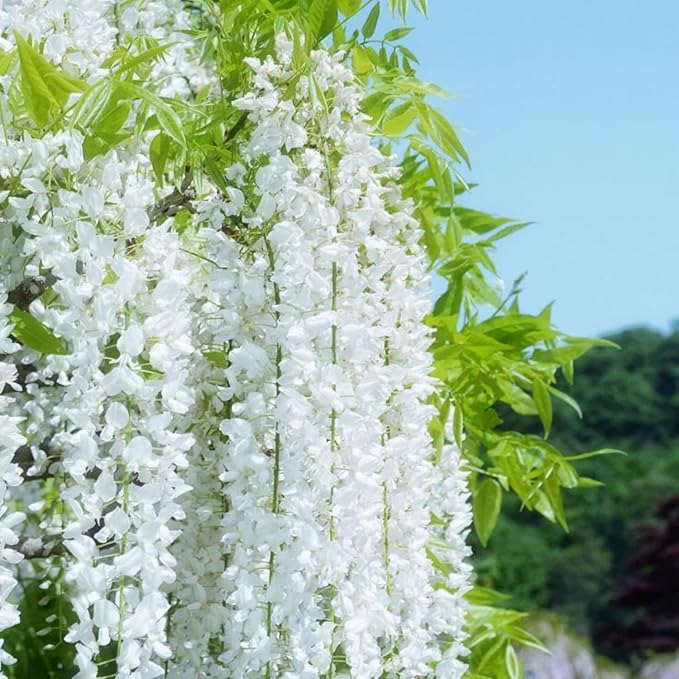 200+ Climbing Weeping Jasmine Flower Seeds Star Jasmine Flower Seeds for Planting Fragrant Plant Seeds Non-GMO Climbing Jasmine Garden Balcony Climbing Flower Garden Home