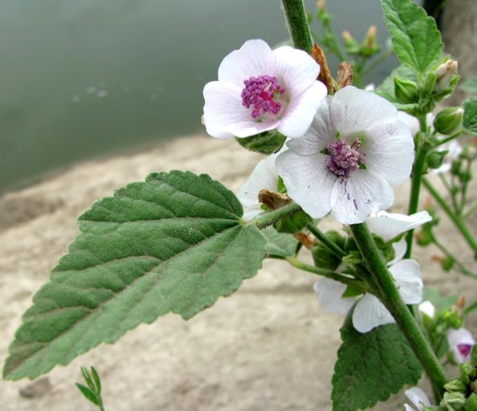 NIKA SEEDS - Seeds Herb Marshmallow (Althaea Officinalis) - 100 Seeds