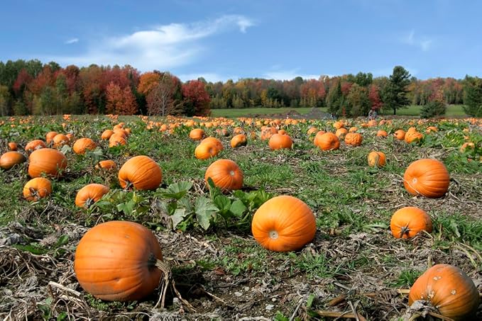 Fairytale Pumpkin Seeds - 10 Seeds - One of The Most Interesting and Decorative Pumpkins as Well as Delicious