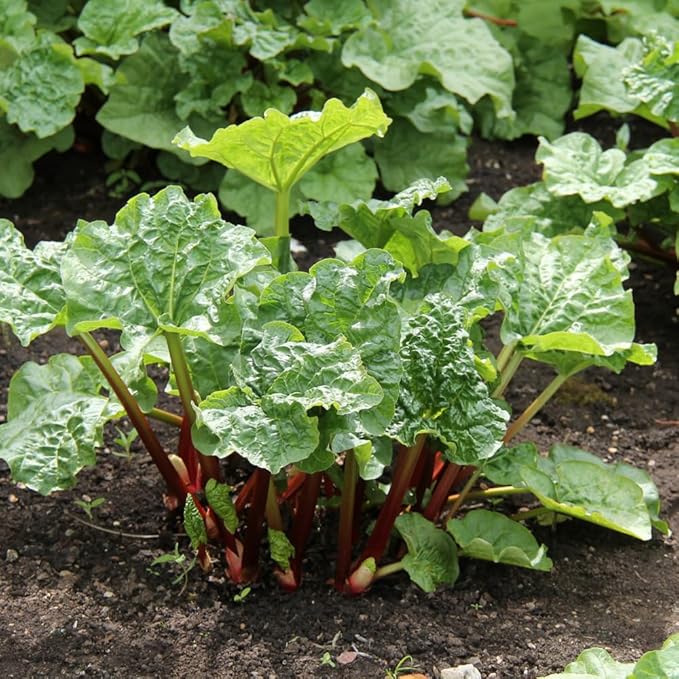 Rhubarb Plants Roots for Planting, 3-6 Inch Tall Rhubarb Plant Live Roots, Perennial and Hardy Vegetable Plants for Outdoors Garden