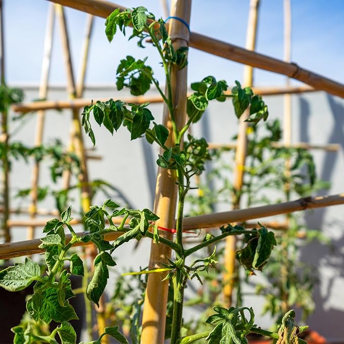 Plant Stakes,25Pcs Bamboo Stakes,4 FT Natural Bamboo Plant Support Stakes,Bamboo Stakes for Indoor and Outdoor Plants Tomatoes Beans Flowers Potted Plants Climbing Support