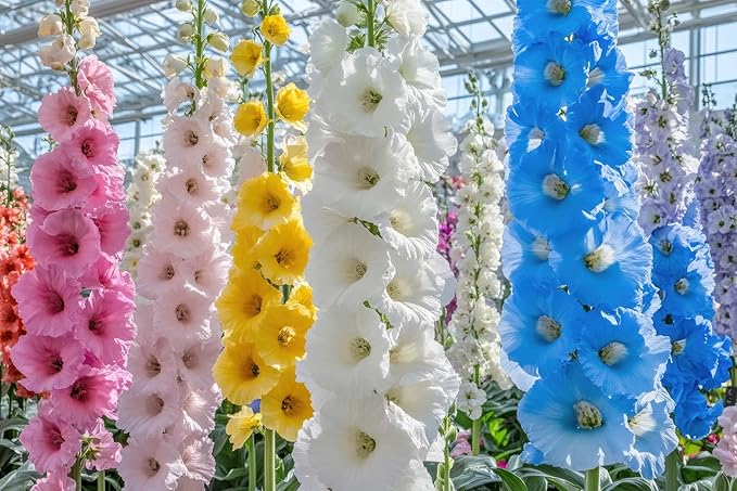 Mixed Color Hollyhock Seeds for Planting - 100+ Seeds - Long Blooming Period in All Zones