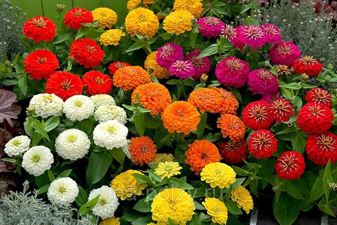 Seeds Terry Zinnia Seed Mix Common Zinnia 100+ Seeds for Planting Garden Flowers Non-GMO Annual