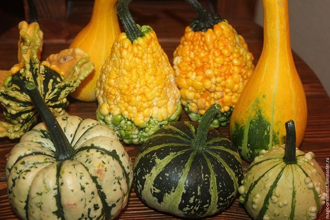 Ornamental Pumpkin Mix Seeds Giant Heirloom Vegetable for Planting Decorative Unique Non GMO 10 Seeds