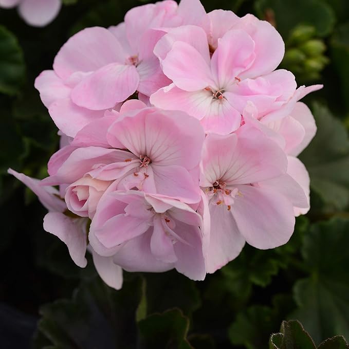 Outsidepride Appleblossom Geranium Seeds for Planting - 50 Pcs Annual, Heat & Drought Tolerant Flower Seeds with Green Foliage & Light Pink Blooms for Pots, Borders & Lush Summer Garden Displays