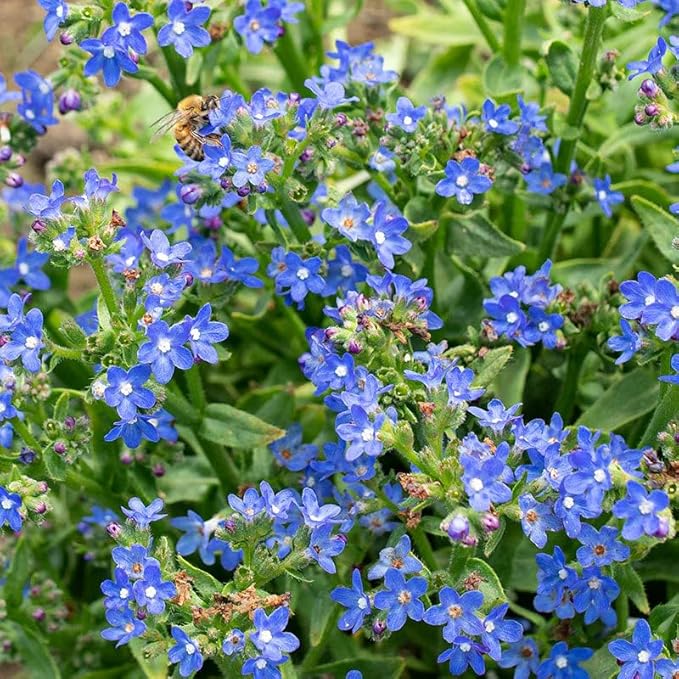 Forget-Me-Not Seeds - 100 Pcs Blue Perennial Flower Seed, Low Growing, Self-Sowing, Ideal for Garden Borders, Containers, and Ground Cover