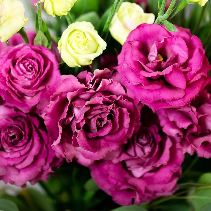 1000+Mixed Lisianthus Seeds for Planting-Lisianthus Thornless Roses Seeds